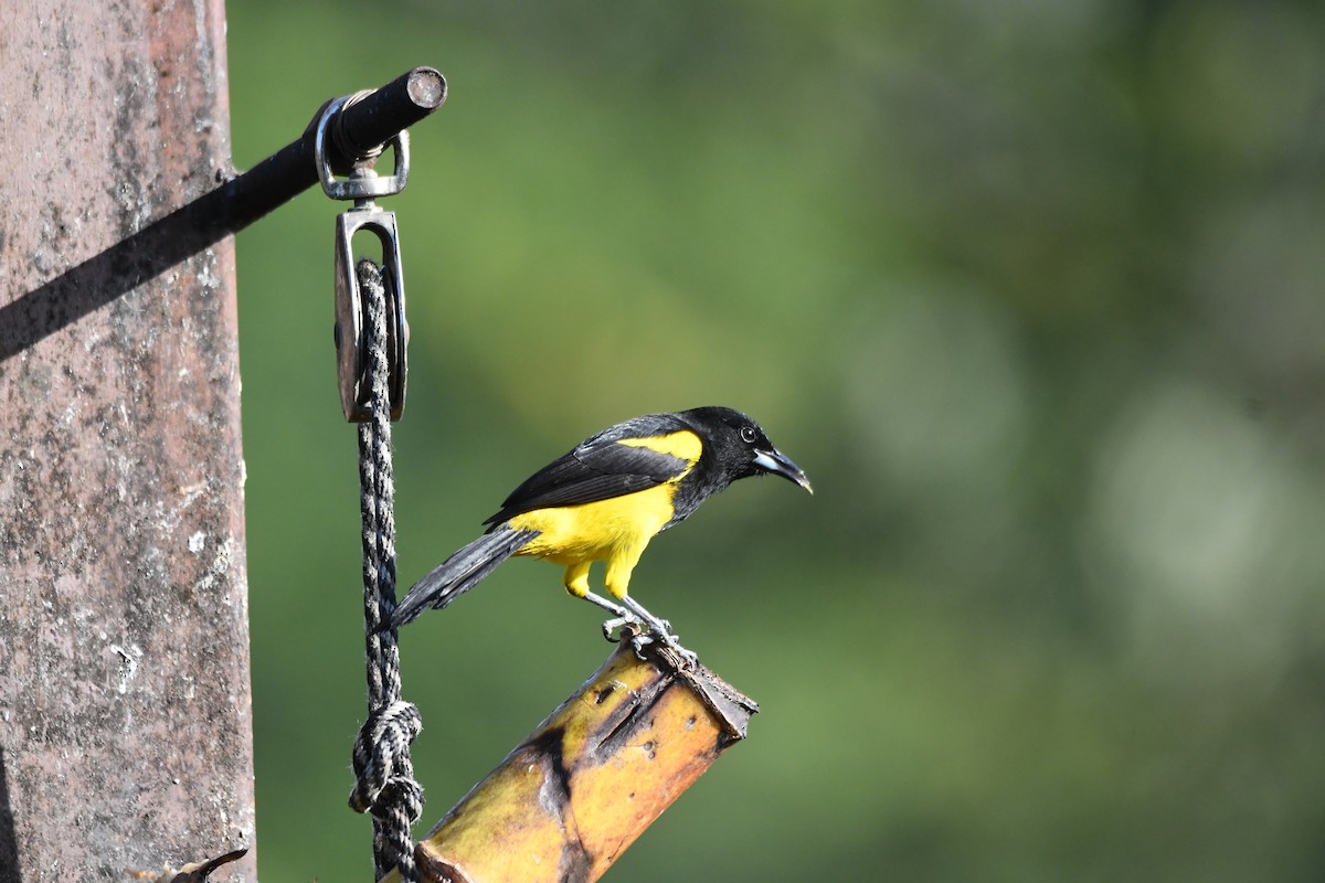 Black-cowled Oriole - mark perry