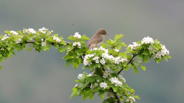 Willow Warbler - ML619925008