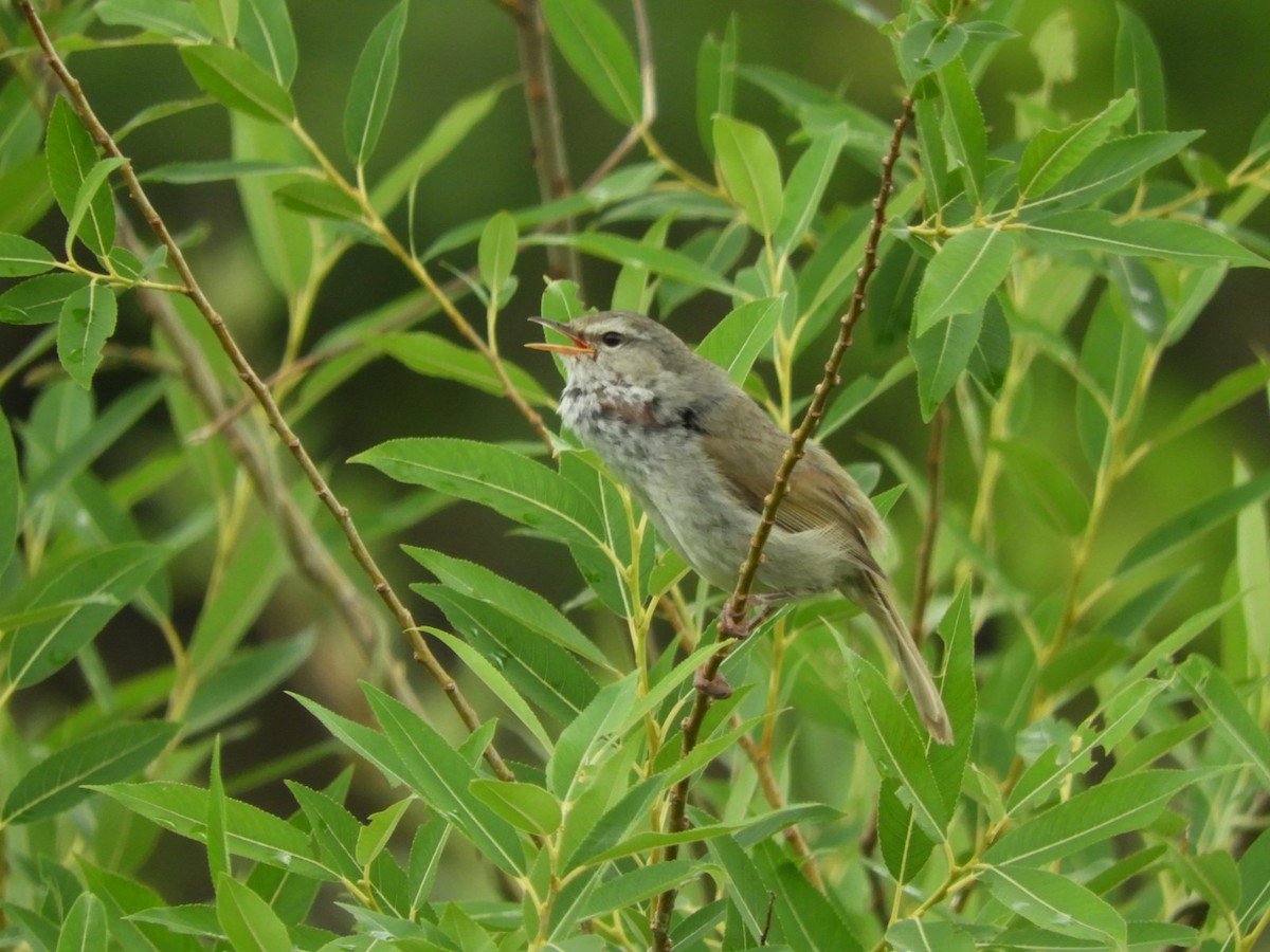 Japanese Bush Warbler - ML619925010