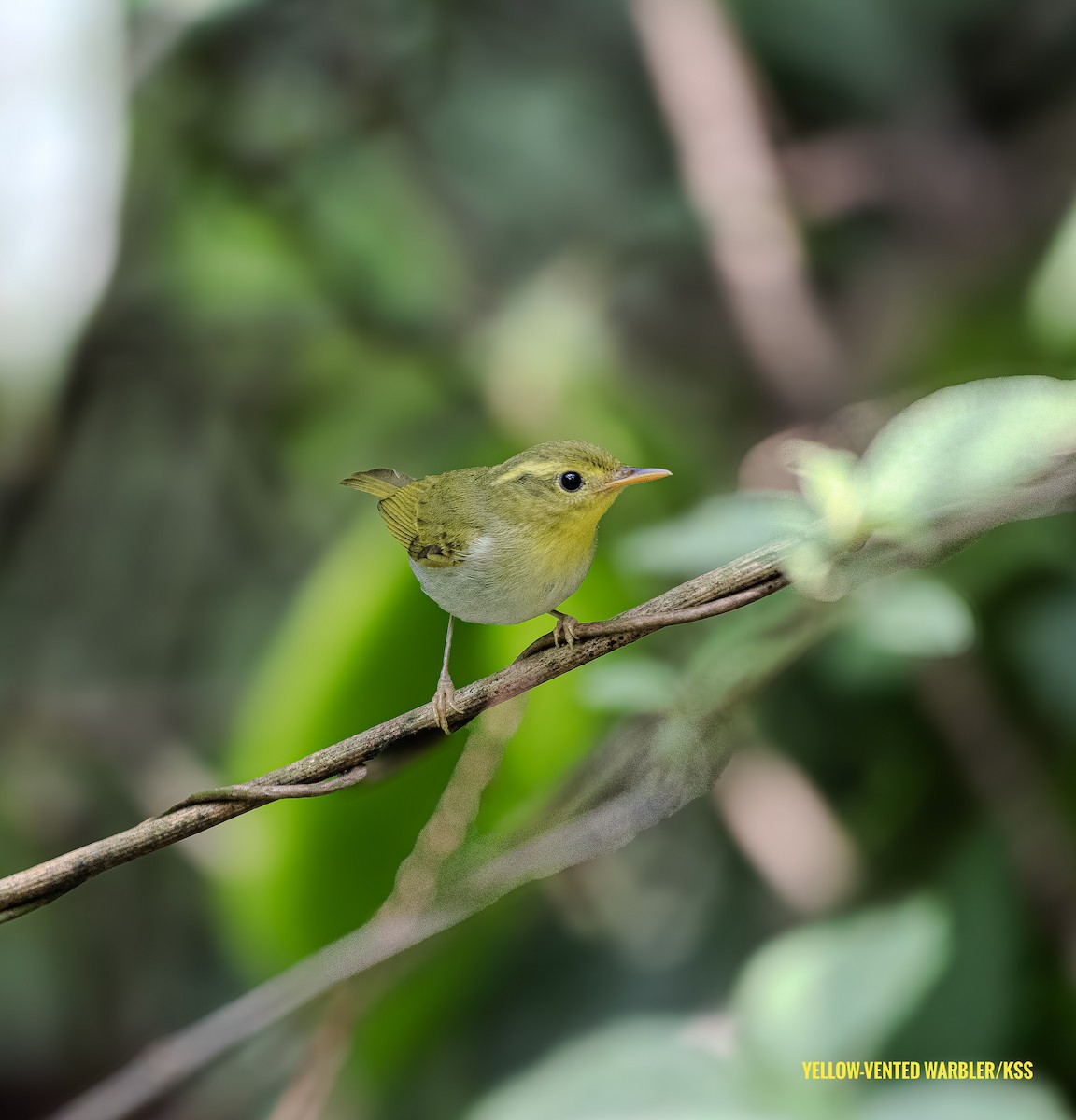 Yellow-vented Warbler - Karthik Sharma