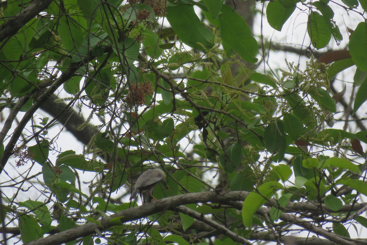 Malabar Starling - ML619925019