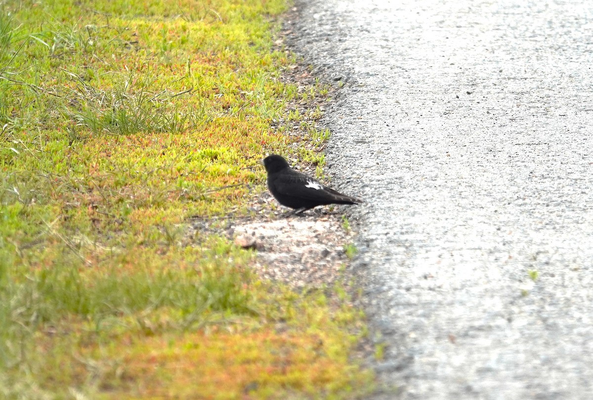 Calandria Negra - ML619925035