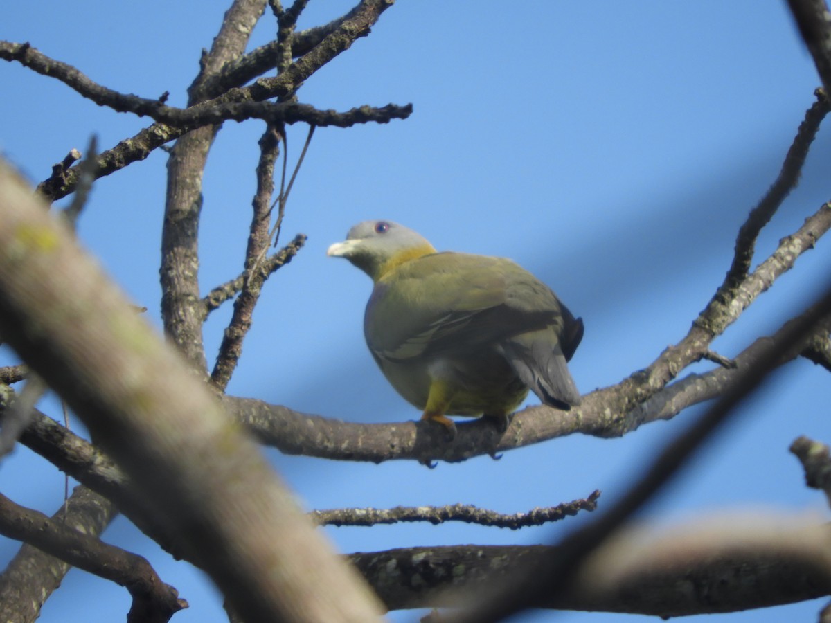 Yellow-footed Green-Pigeon - ML619925038