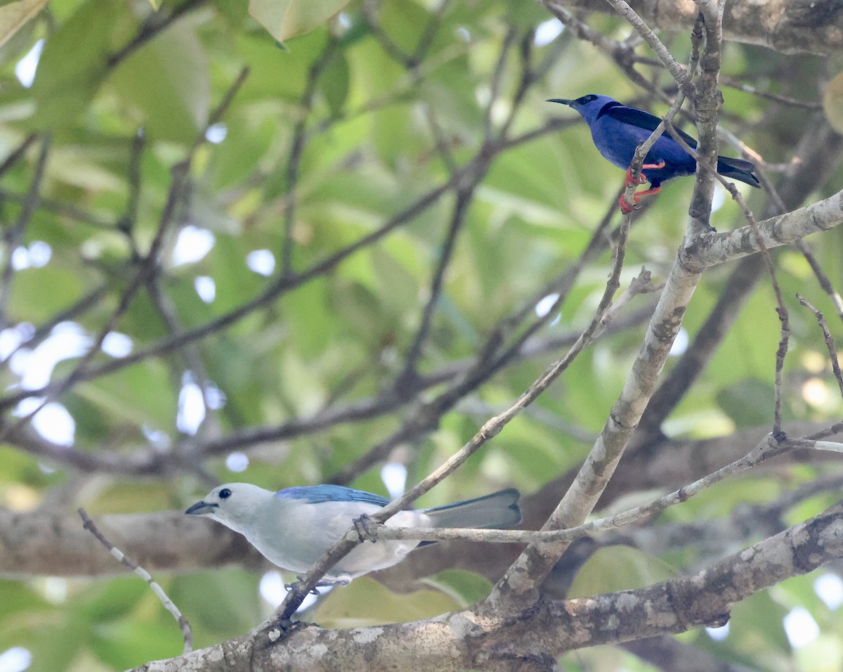Blue-gray Tanager - ML619925044
