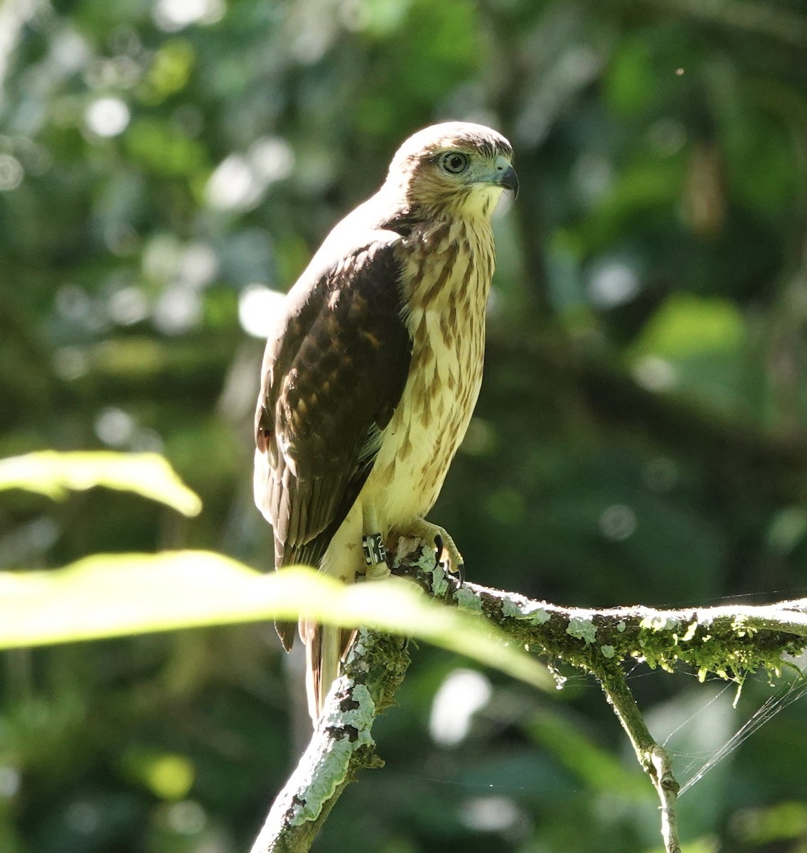 Haitibussard - ML619925047