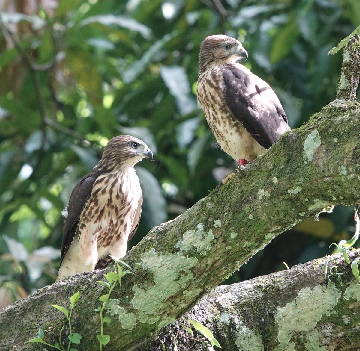 Haitibussard - ML619925048