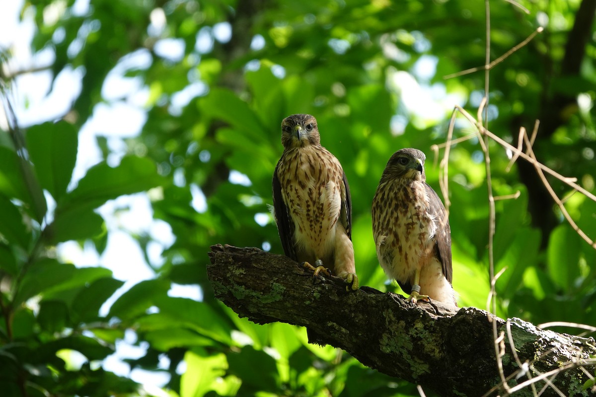 Haitibussard - ML619925049