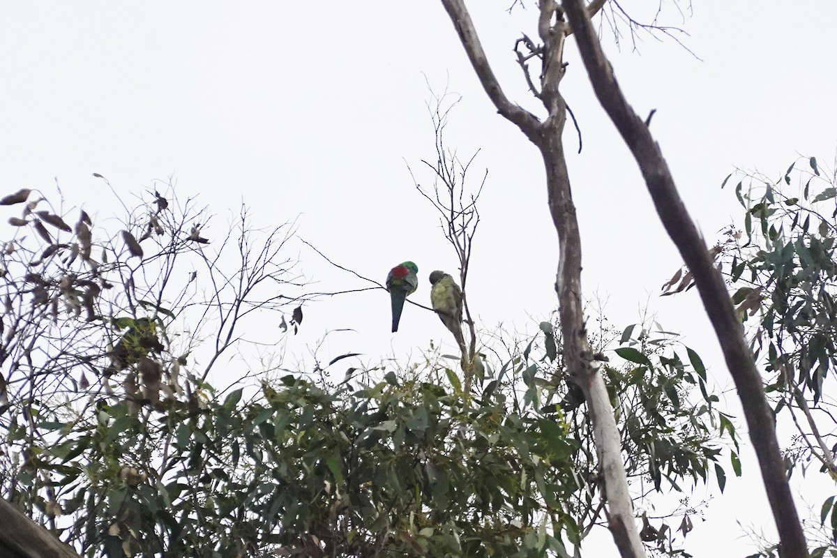 Red-rumped Parrot - ML619925075