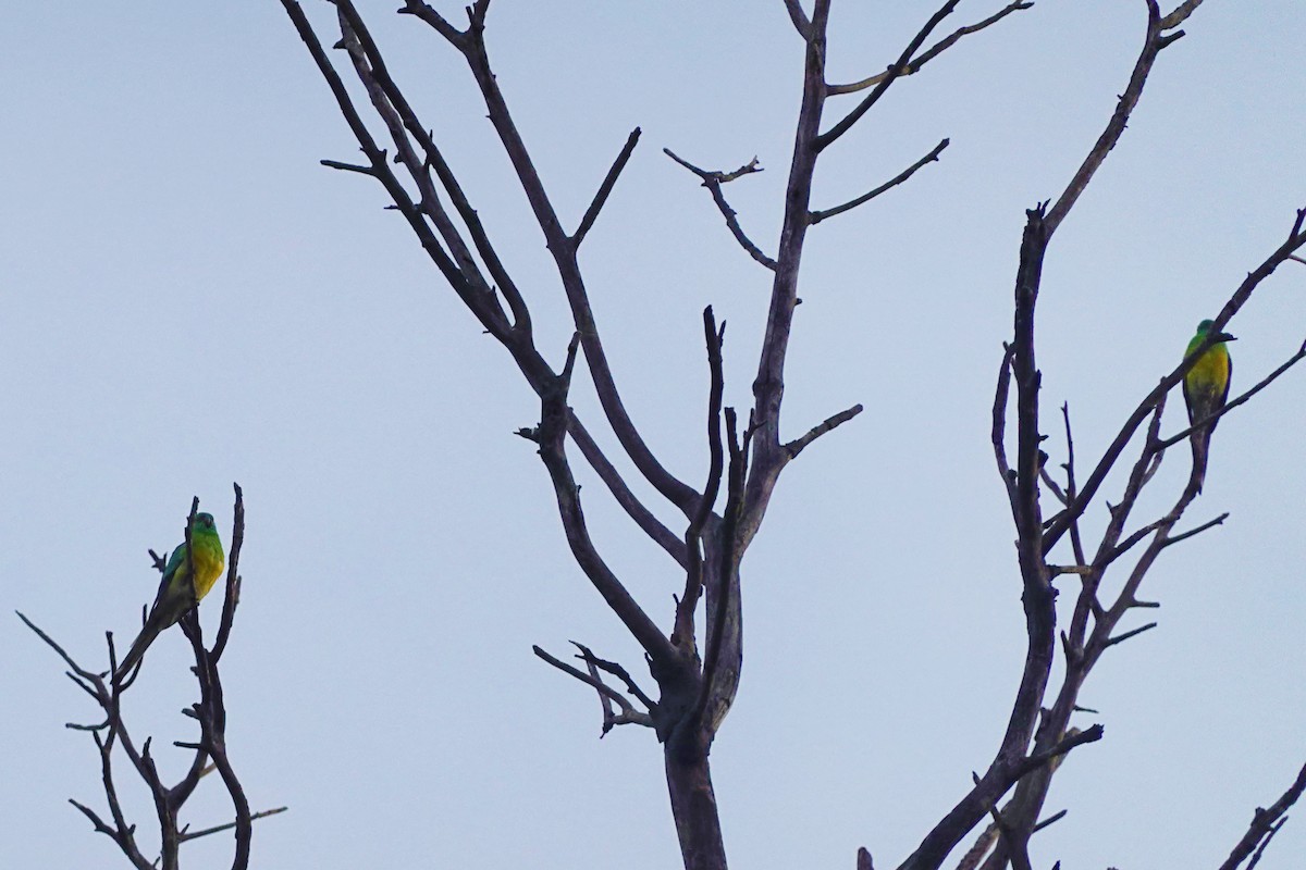 Red-rumped Parrot - ML619925080