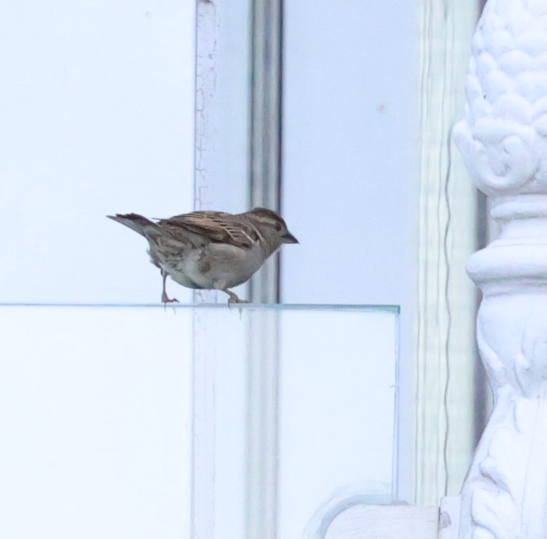 House Sparrow - ML619925081