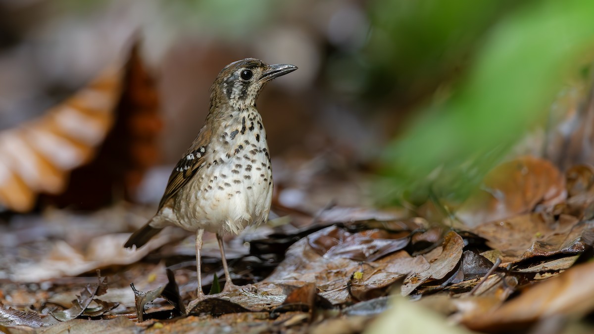 Spot-winged Thrush - ML619925083