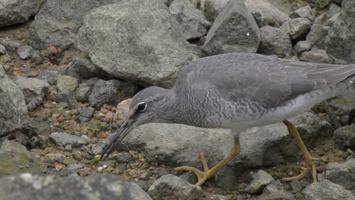 Gray-tailed Tattler - ML619925091