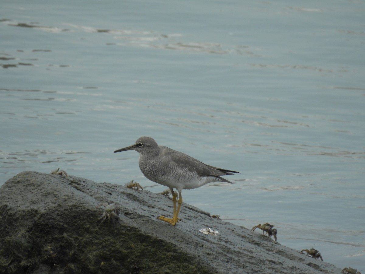 Gray-tailed Tattler - ML619925096