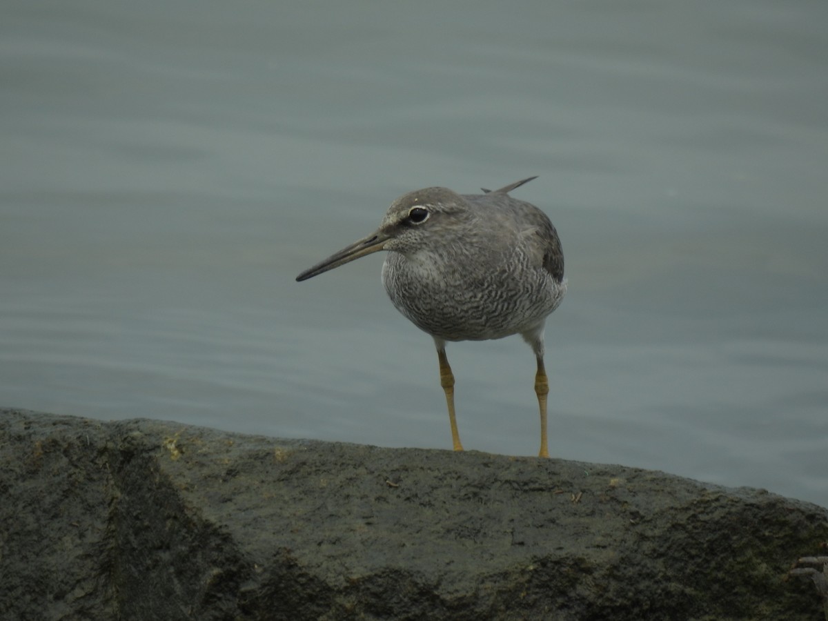 Gray-tailed Tattler - ML619925100