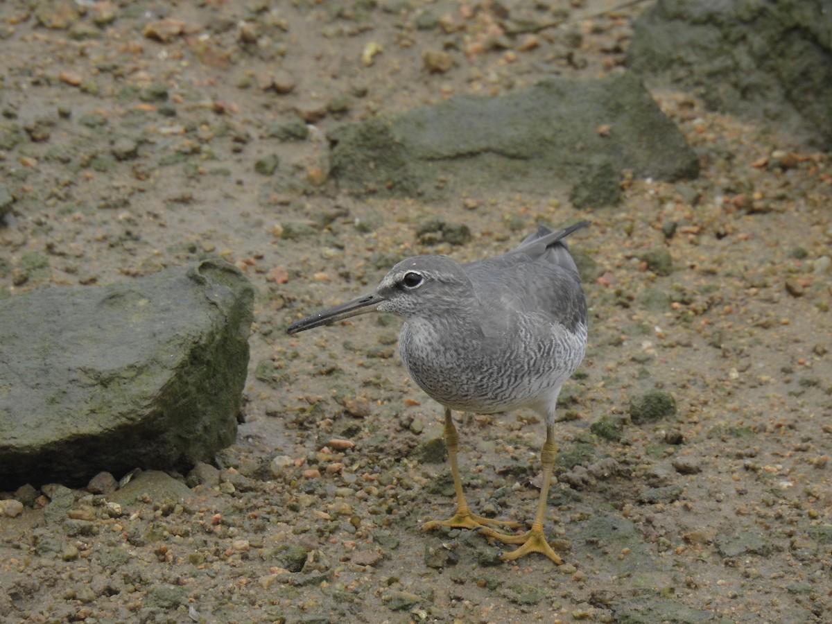 Gray-tailed Tattler - ML619925104