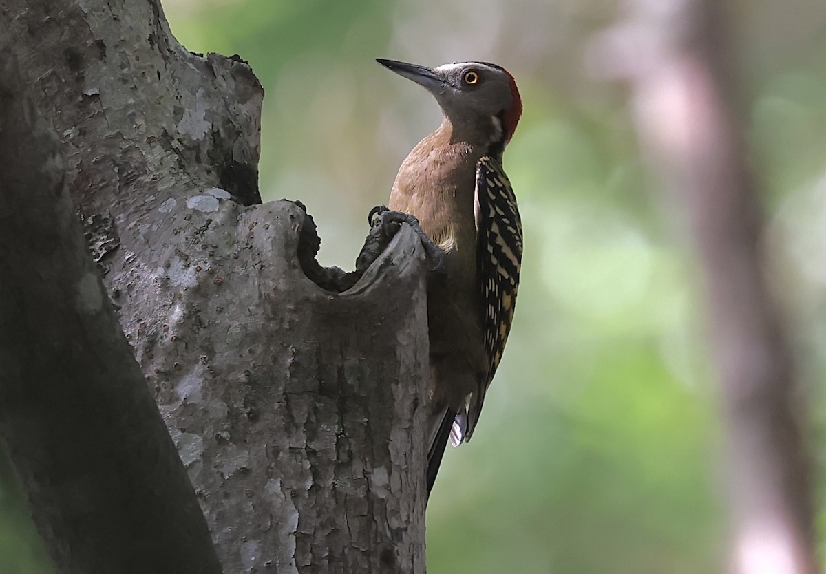 Hispaniolan Woodpecker - ML619925112
