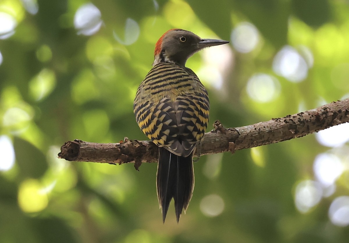 Hispaniolan Woodpecker - ML619925113