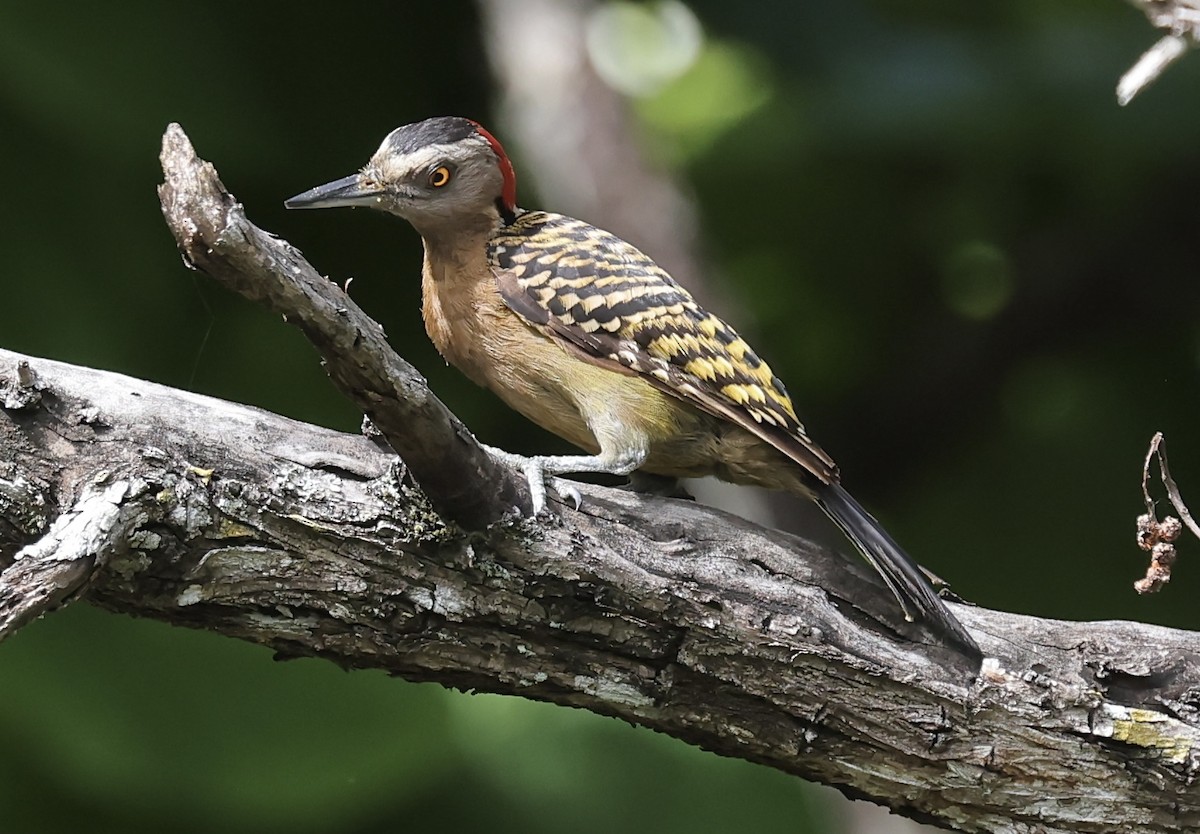 Hispaniolan Woodpecker - ML619925114