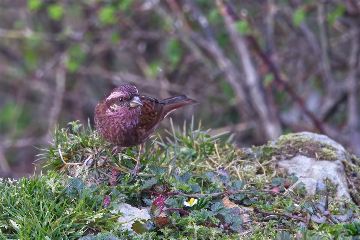 Dark-rumped Rosefinch - Shekar Vishvanath