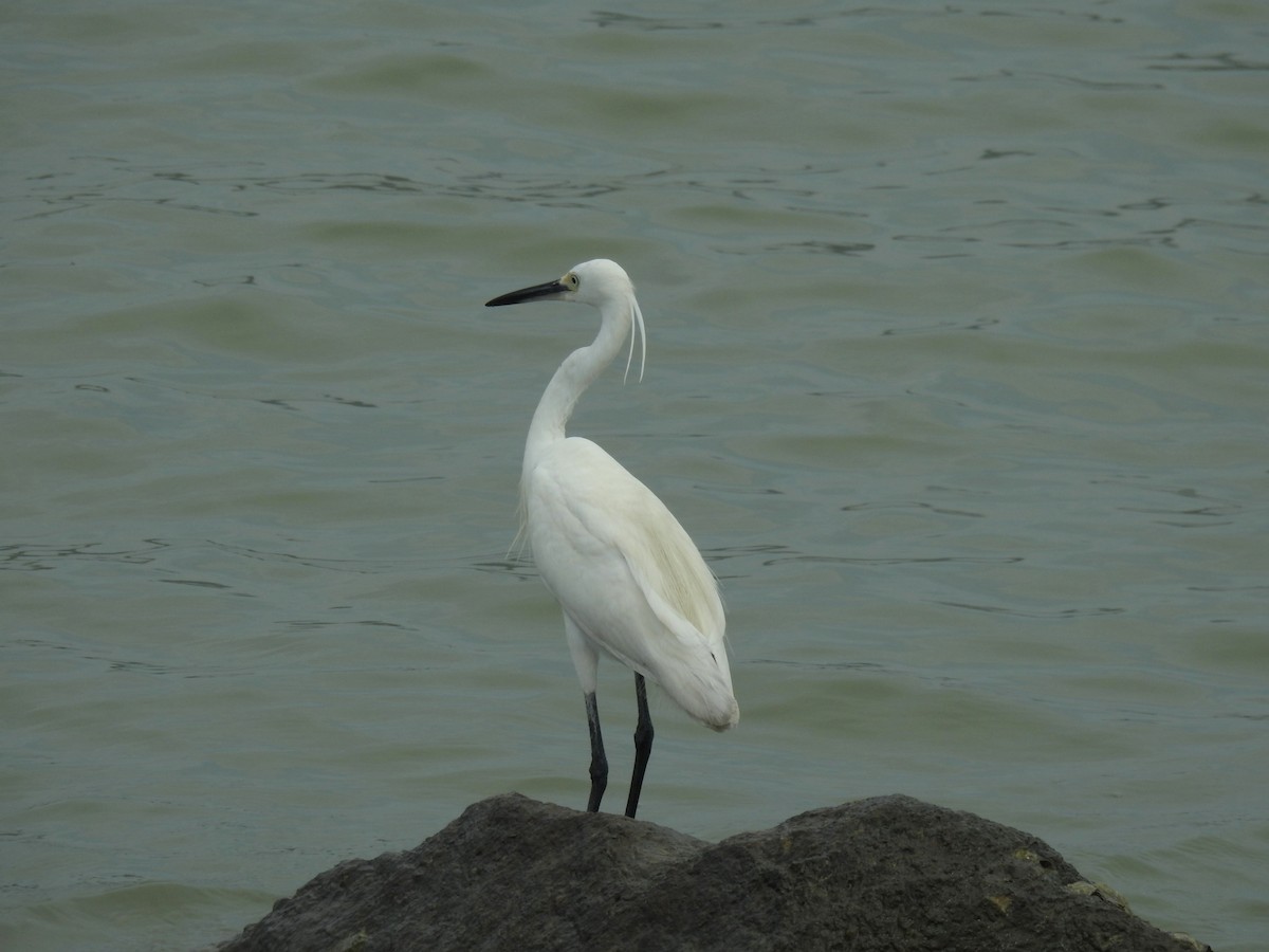 Little Egret - ML619925126