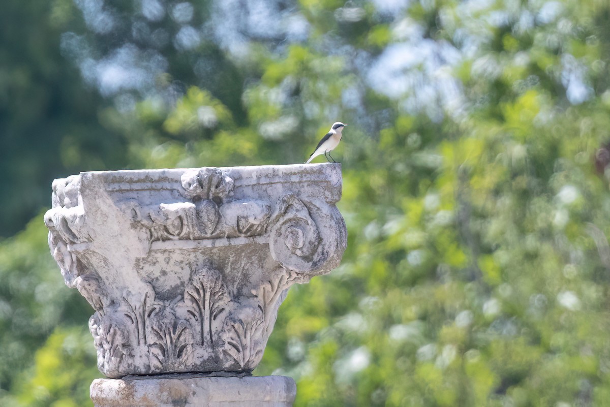 Eastern Black-eared Wheatear - ML619925146