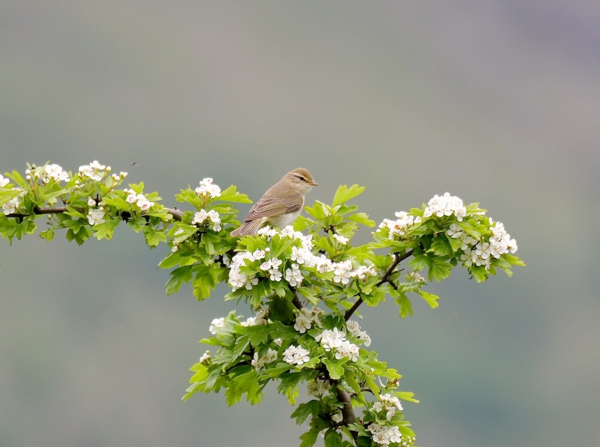 Willow Warbler - ML619925156