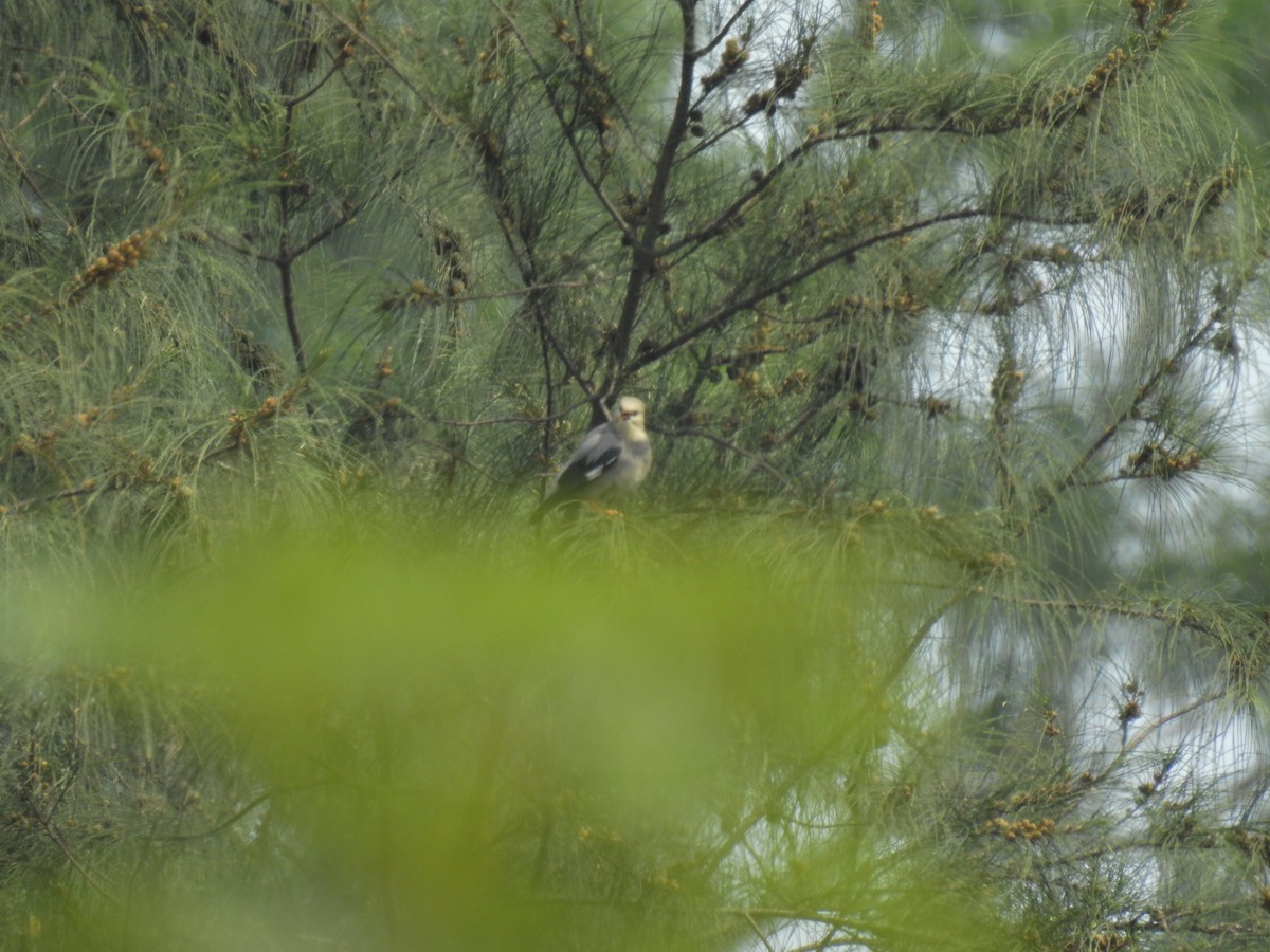 Red-billed Starling - ML619925162