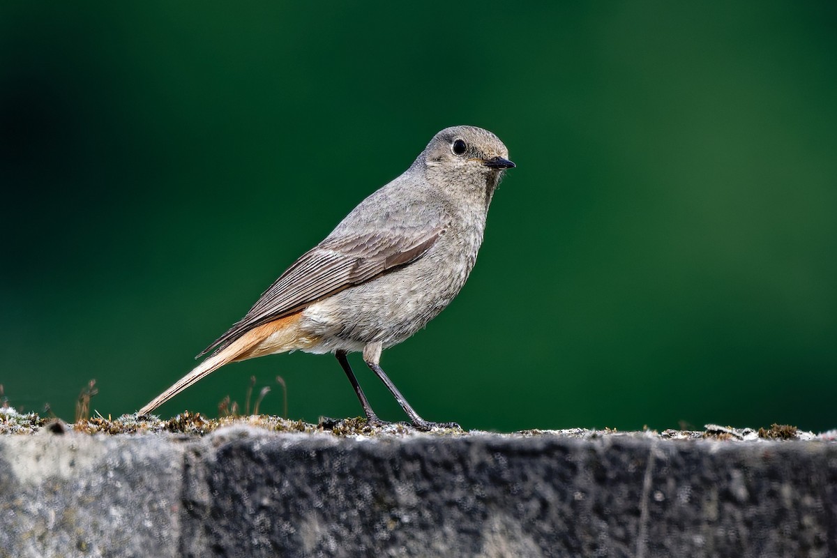 Black Redstart - ML619925164