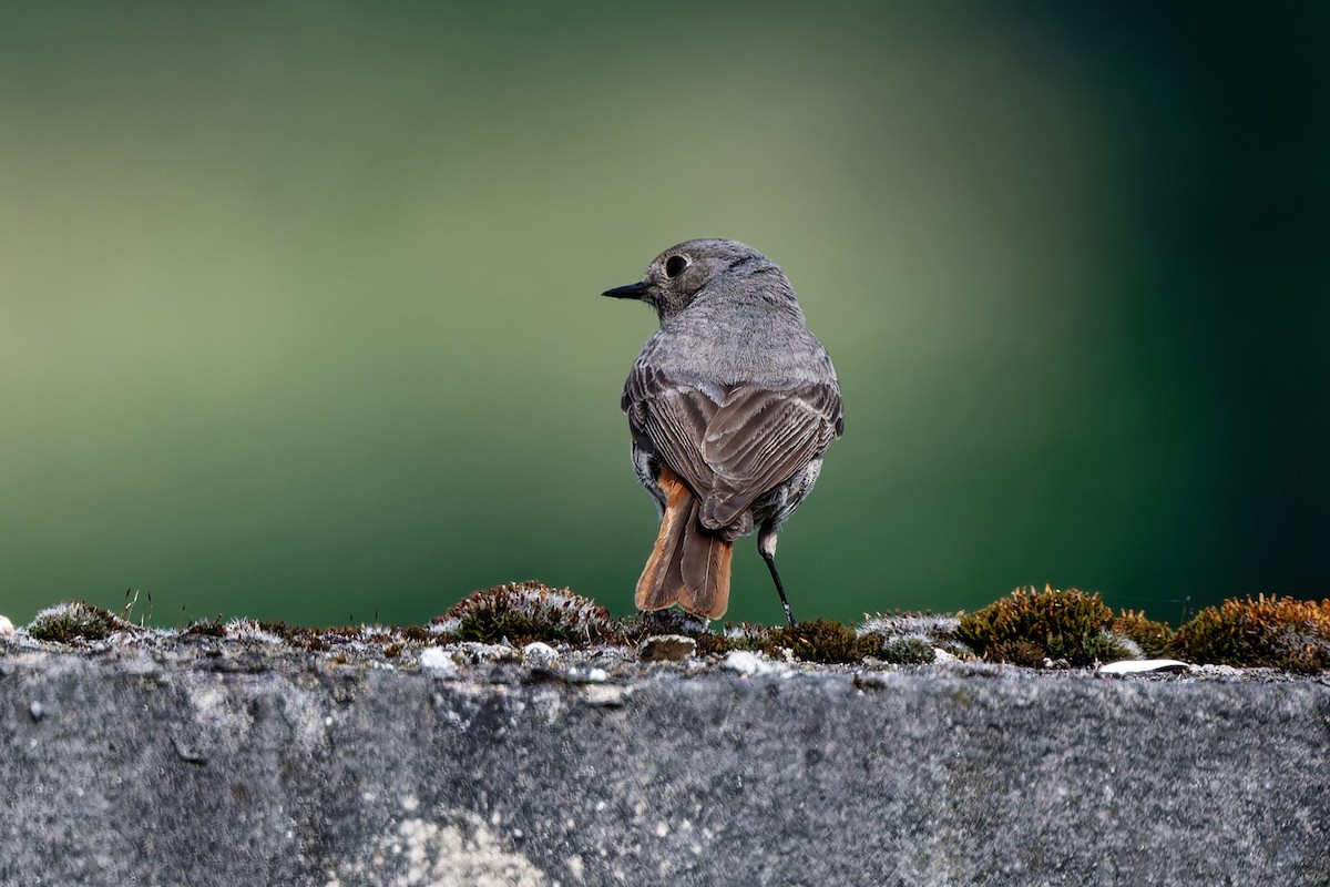 Black Redstart - ML619925166