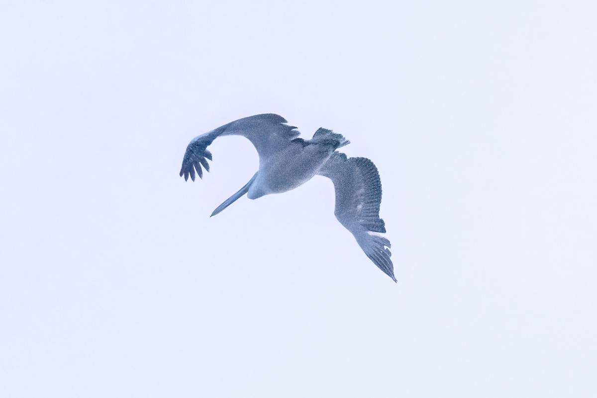 pelikán bílý - ML619925167