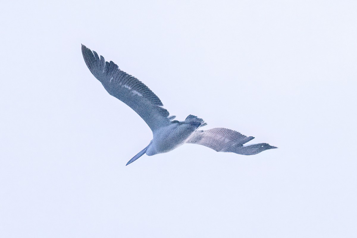 pelikán bílý - ML619925168