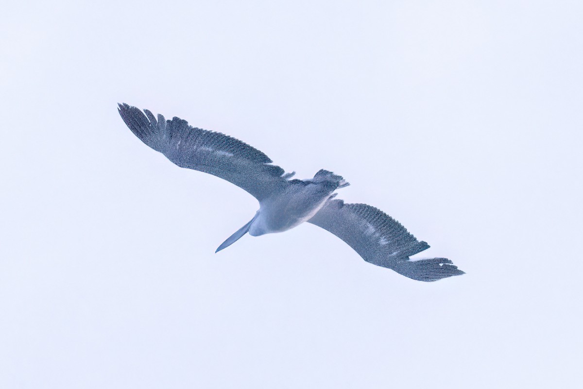 pelikán bílý - ML619925169