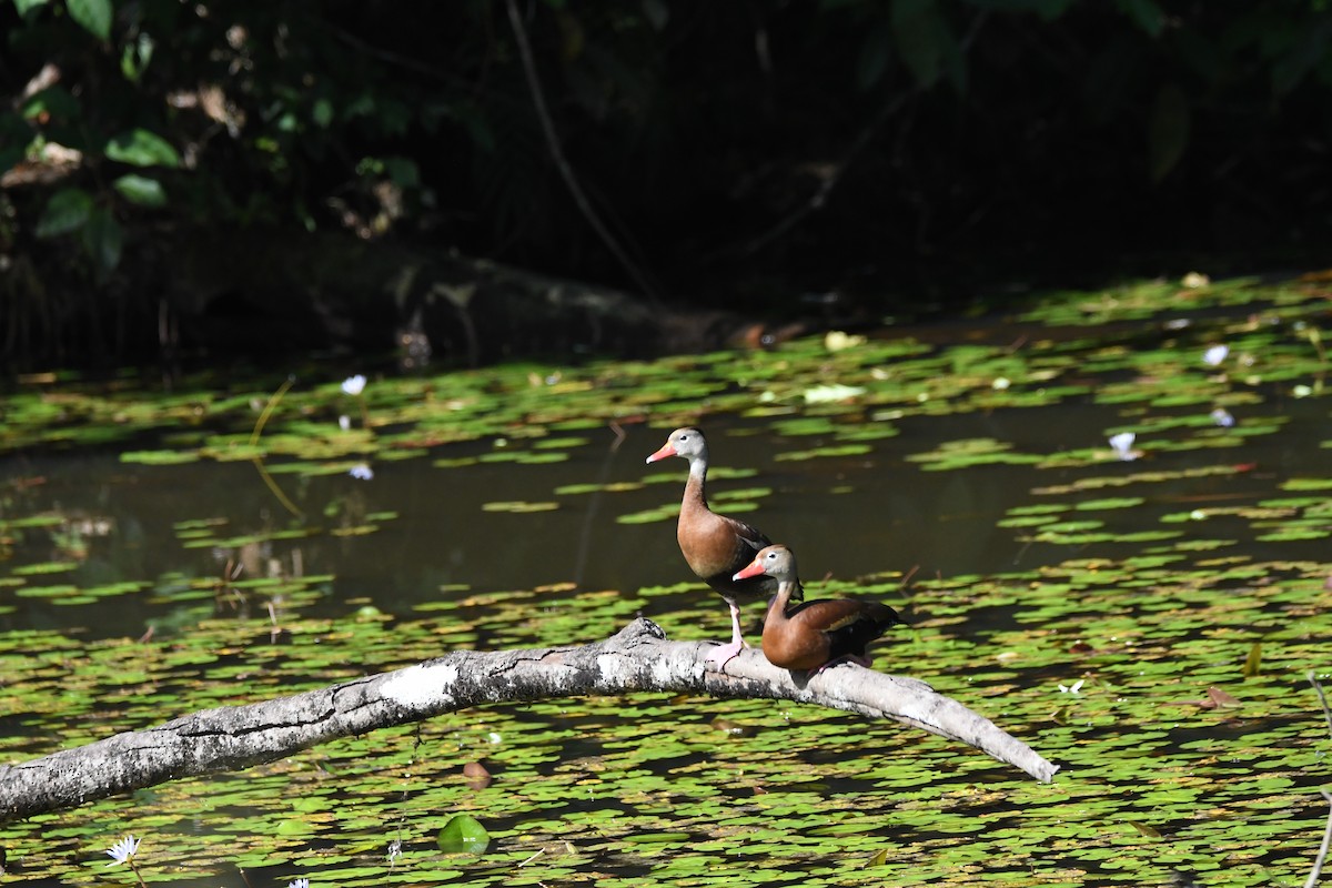 Dendrocygne à ventre noir - ML619925174