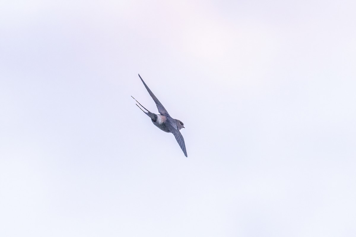 Red-rumped Swallow - ML619925177