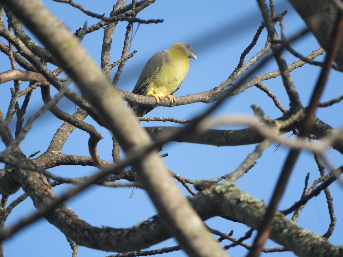 Yellow-footed Green-Pigeon - ML619925183