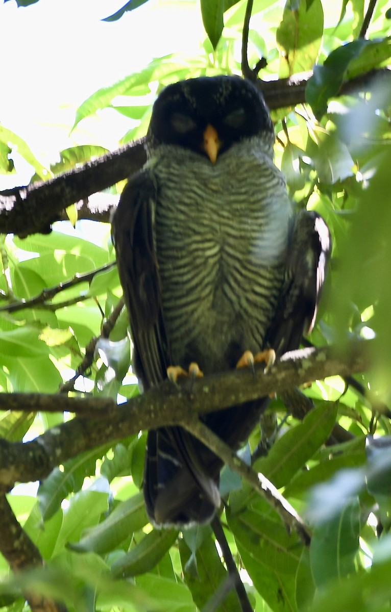 Black-and-white Owl - ML619925200