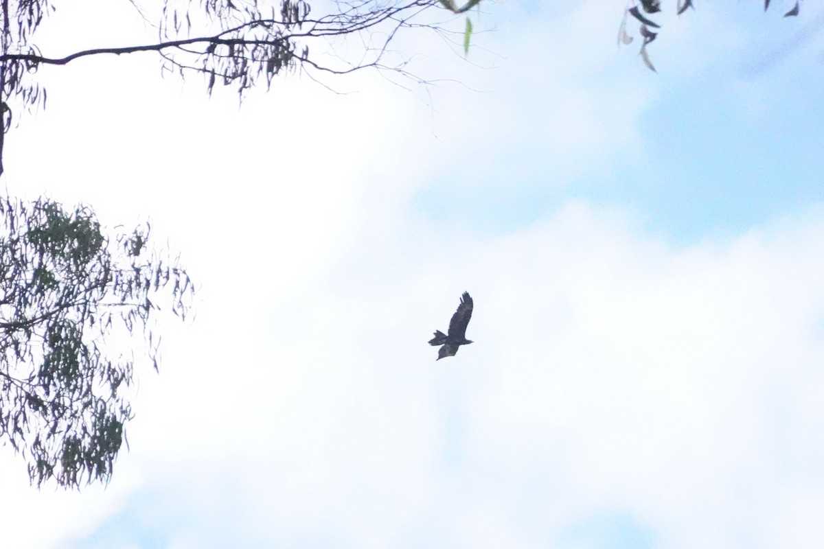 Wedge-tailed Eagle - ML619925208