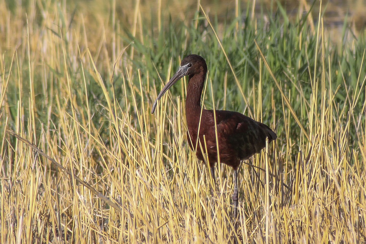 Glossy Ibis - ML61992521