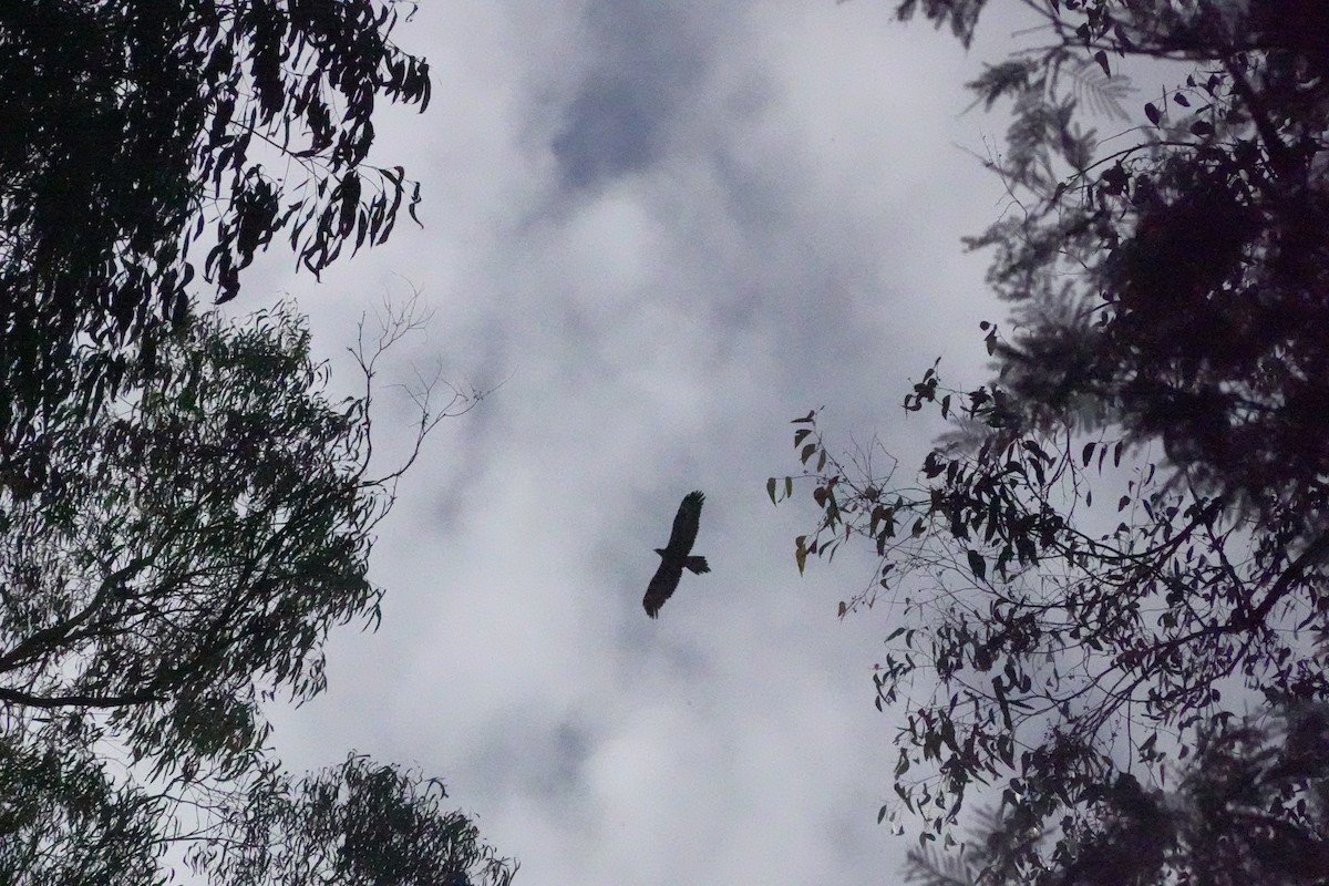 Wedge-tailed Eagle - ML619925211