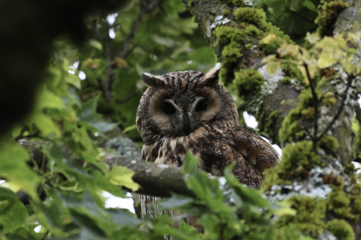 Long-eared Owl - ML619925212