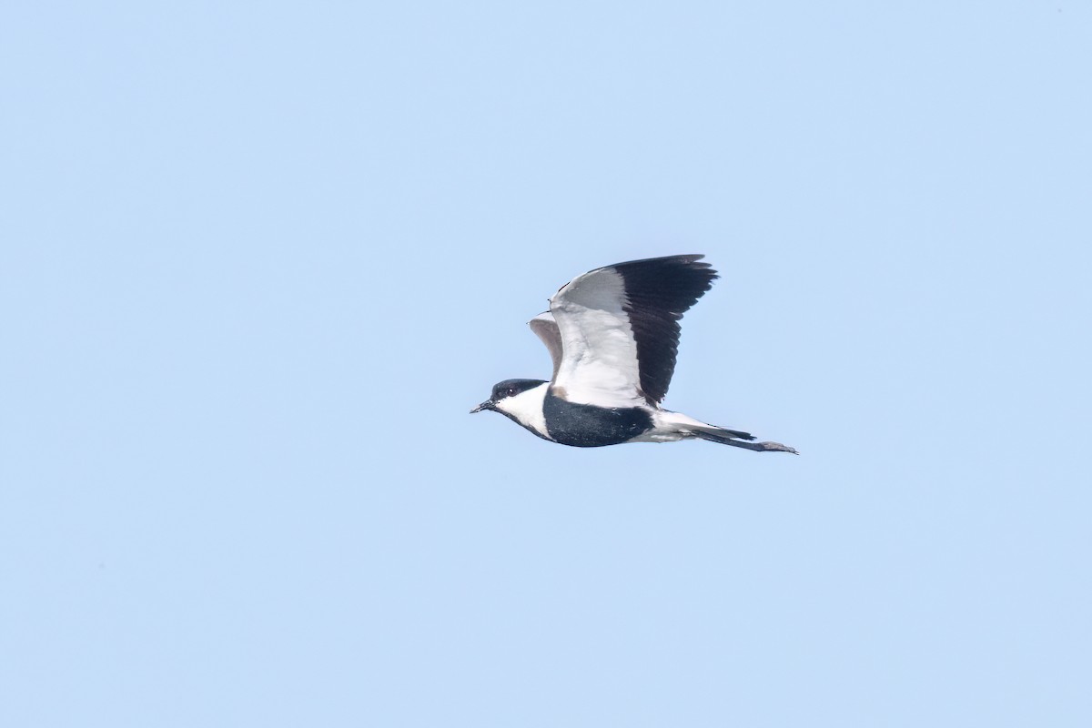 Spur-winged Lapwing - ML619925213