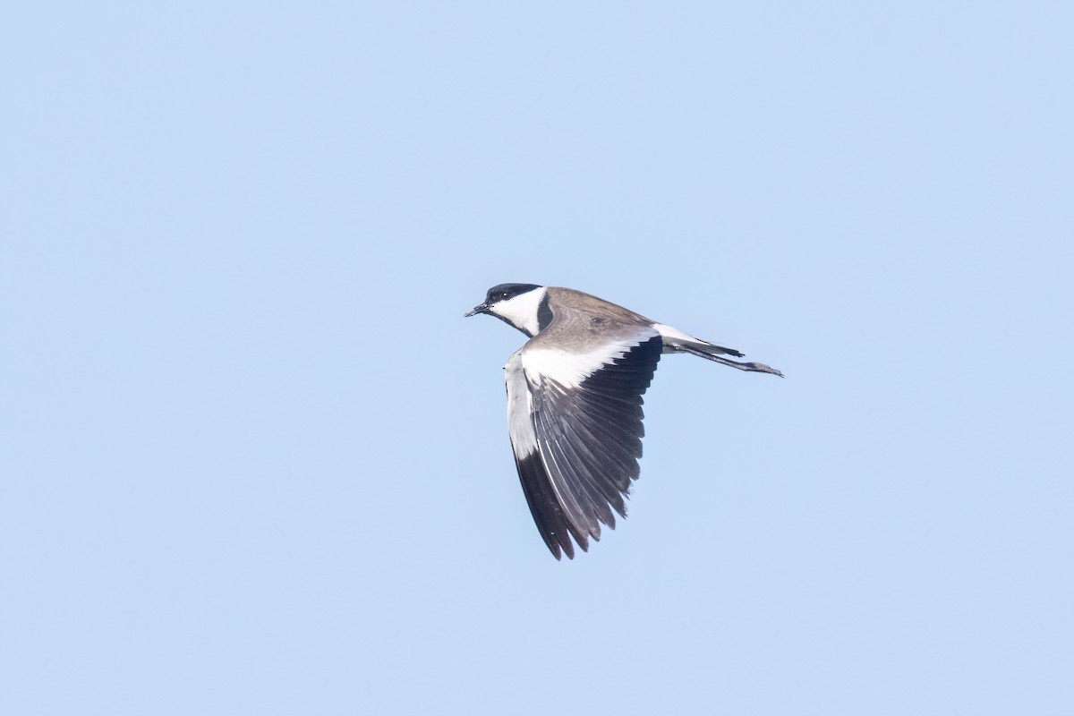 Spur-winged Lapwing - ML619925214