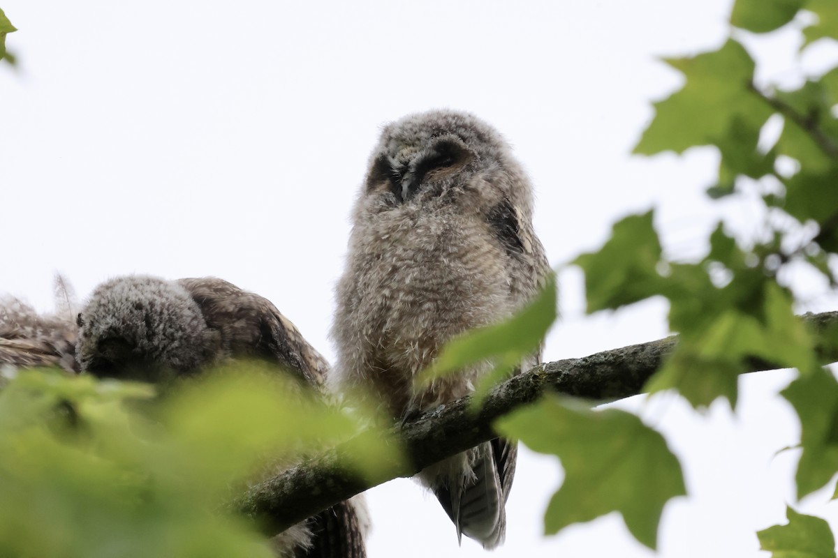 Long-eared Owl - ML619925215