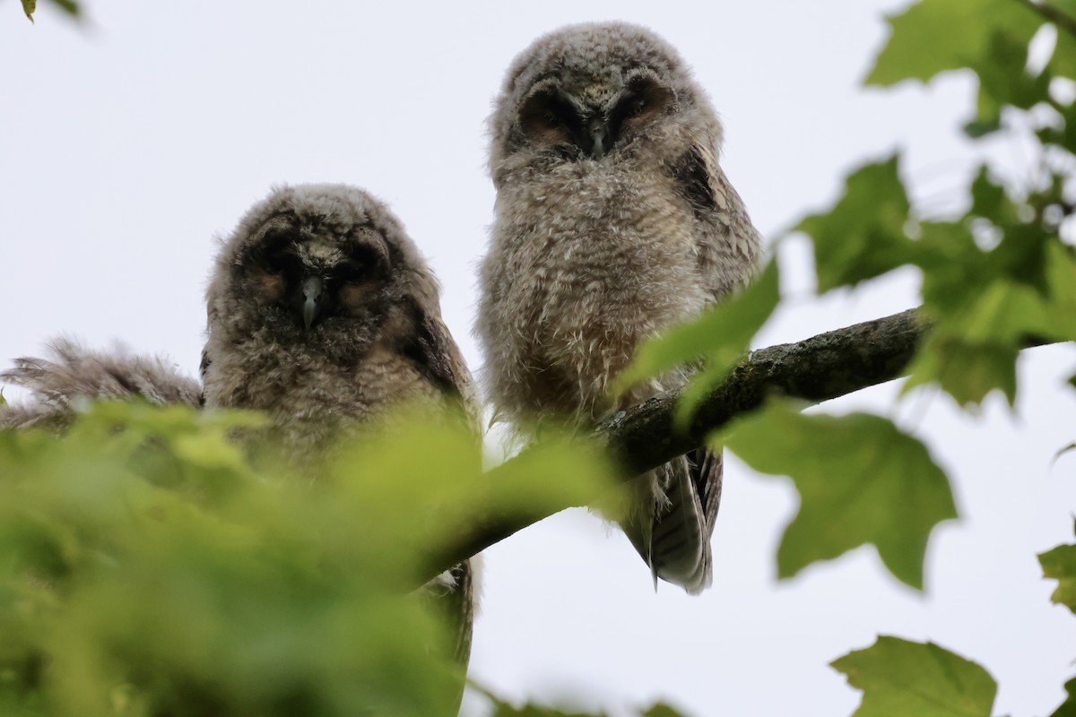 Long-eared Owl - ML619925217