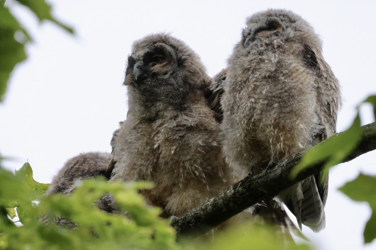 Long-eared Owl - ML619925220