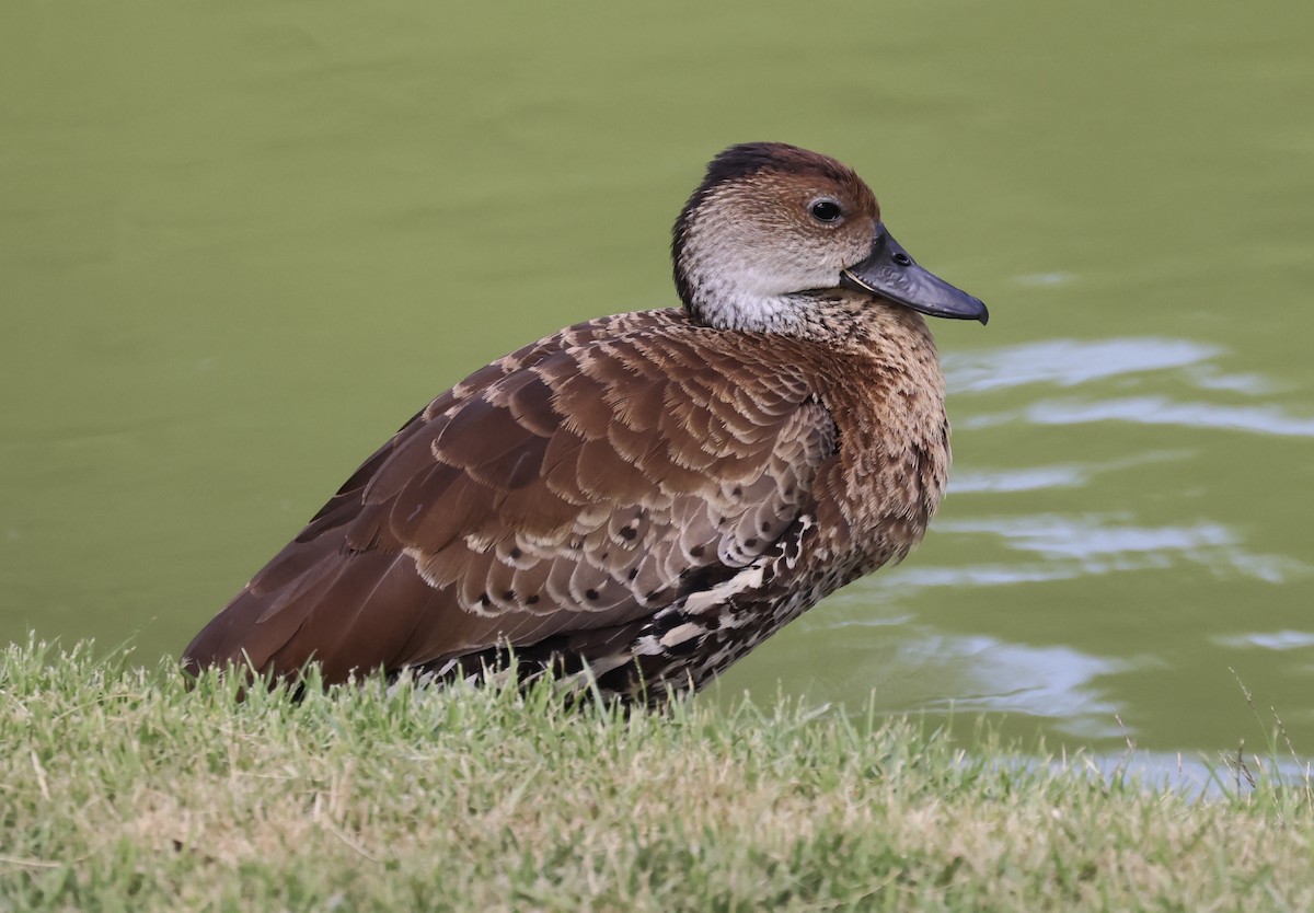 West Indian Whistling-Duck - ML619925221