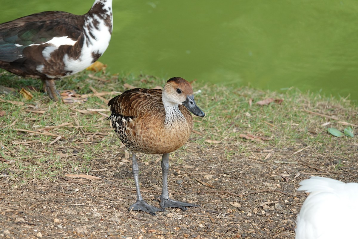 West Indian Whistling-Duck - ML619925226