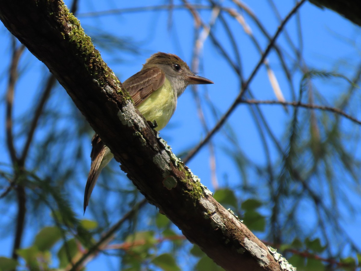 Great Crested Flycatcher - ML619925238