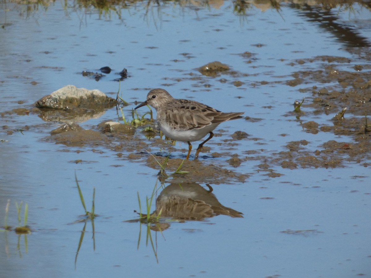 Temminck's Stint - ML619925257