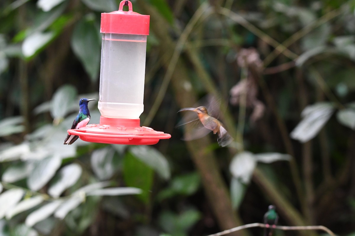 Полосатохвостый колибри-отшельник - ML619925267